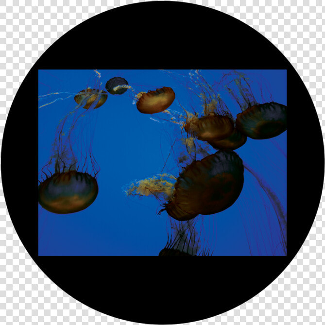 D   Antonakos   Jellyfish   Jellyfish   Png Download  Transparent PngTransparent PNG