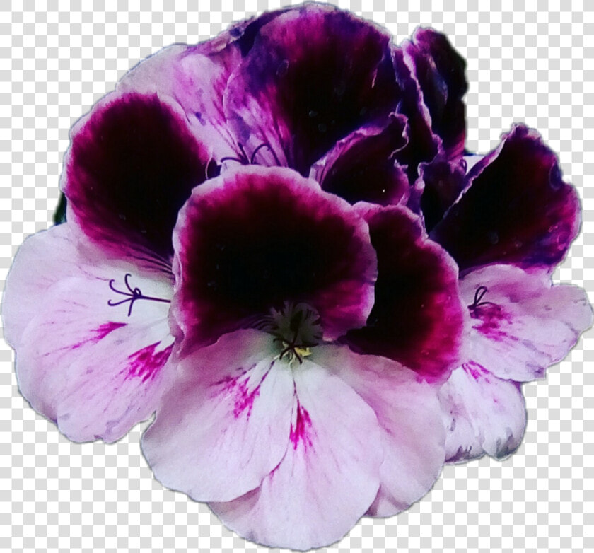 Flores Violet Violets Violetas Moradas Flowers Plantas  HD Png DownloadTransparent PNG