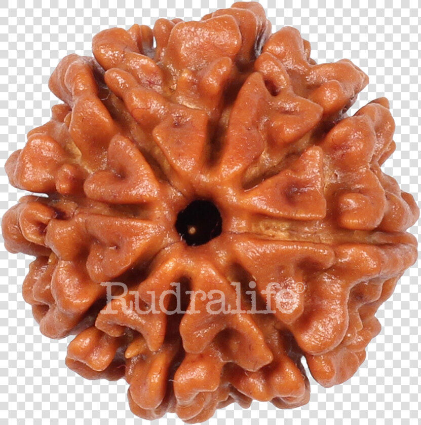 Eight Mukhi Rudraksha Rudraksha   Eight Mukhi Rudraksha  HD Png DownloadTransparent PNG