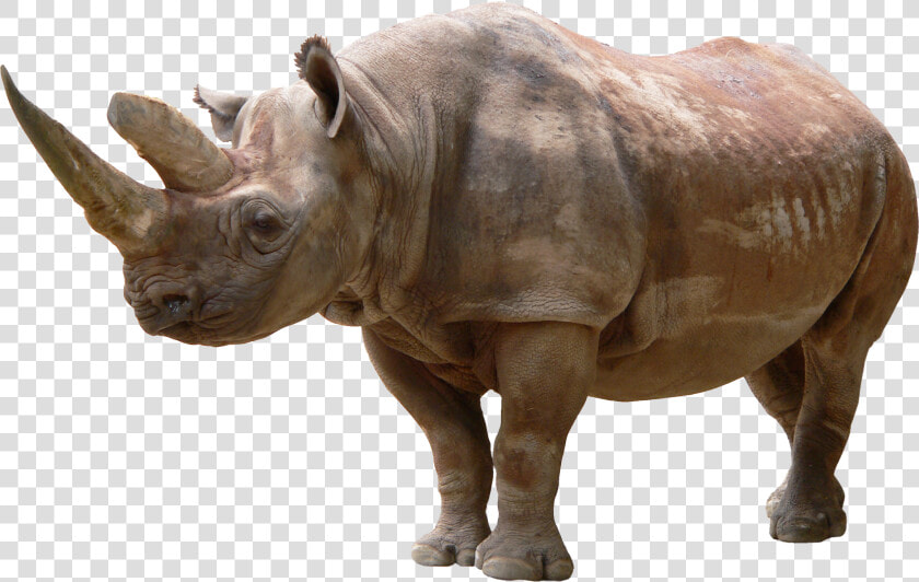 Download For Free Rhino Transparent Png File   Png Rhino  Png DownloadTransparent PNG