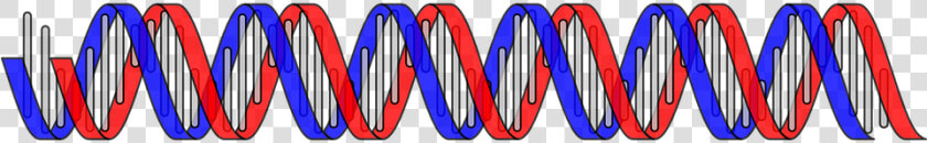 Dna Rna Png  Transparent PngTransparent PNG