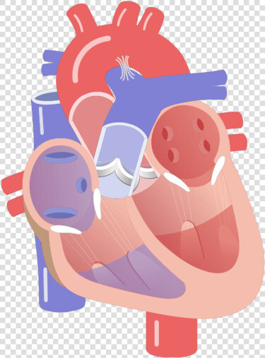 Movement Of The Heart Valves Animation Slide   Conduction System Of The Heart Unlabeled  HD Png DownloadTransparent PNG