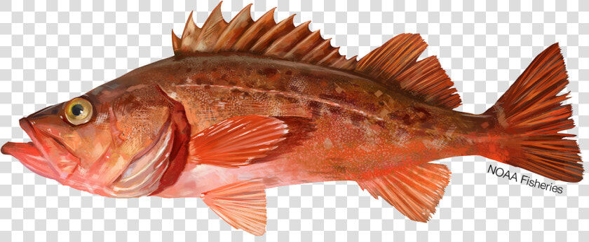 Illustration Of A Bocaccio Rockfish   Bocaccio Rockfish  HD Png DownloadTransparent PNG