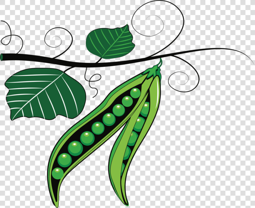 Line Art plant flora   Clipart Green Peas  HD Png DownloadTransparent PNG