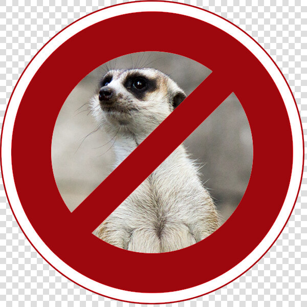 Meerkat  HD Png DownloadTransparent PNG