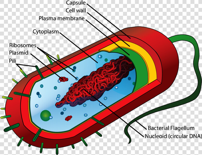 Bacteria Cell Structure  HD Png DownloadTransparent PNG