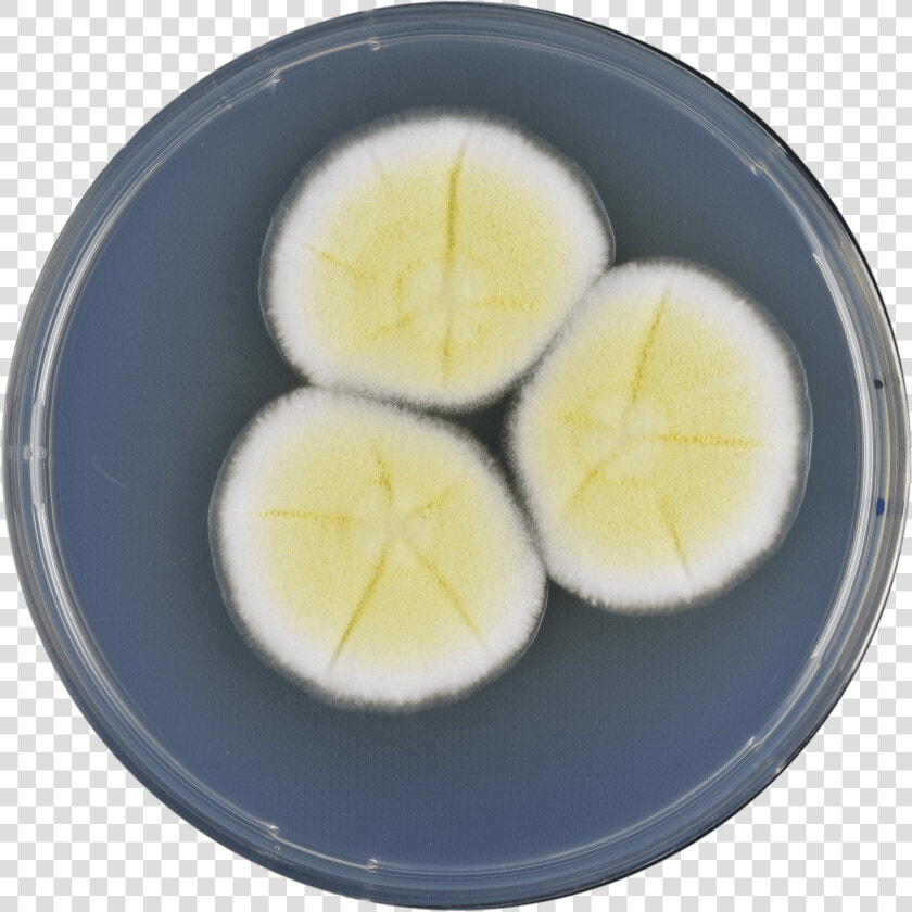 Aspergillus Pseudoterreus Cya   Boiled Egg  HD Png DownloadTransparent PNG