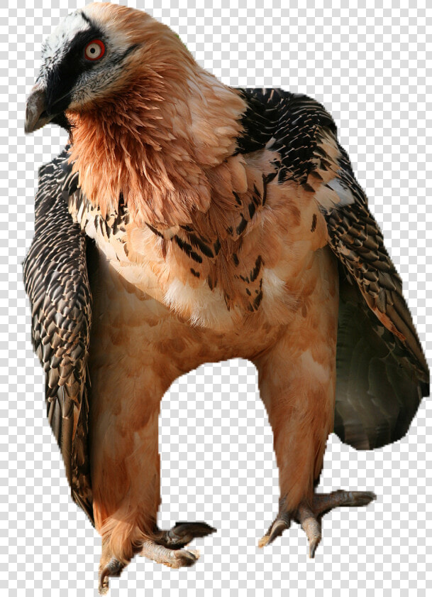 Vulture Png  Transparent PngTransparent PNG