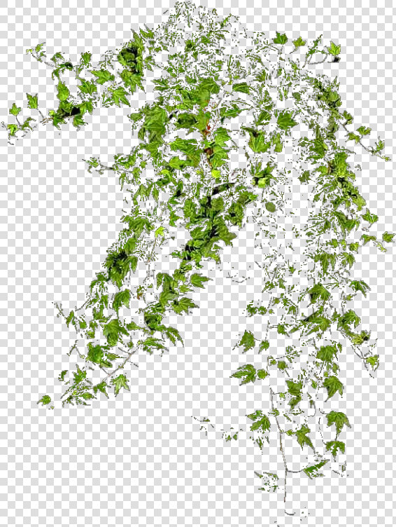 Plantas Png   Png Download   Plantas Png  Transparent PngTransparent PNG