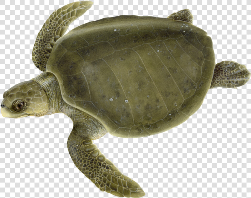 Adult Olive Ridley Sea Turtle   Olive Ridley Turtle Clipart  HD Png DownloadTransparent PNG