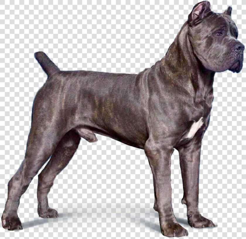 Cane Corso Png   Transparent Cane Corso Png  Png DownloadTransparent PNG