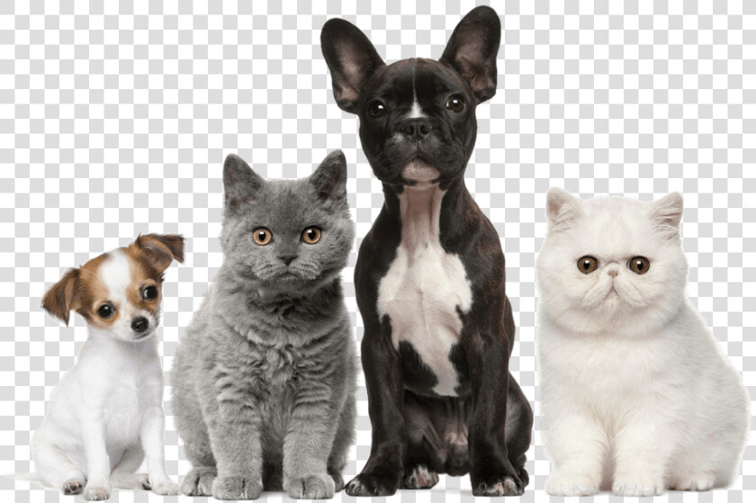 Dog Cat Puppy Kitten Pet   Cats Dogs  HD Png DownloadTransparent PNG