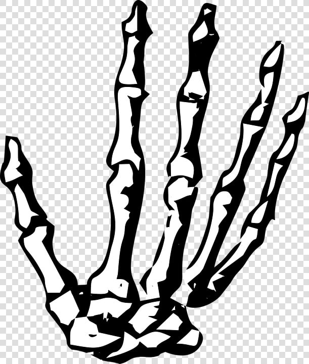 Hand  Skeleton  Skeleton Hand  Halloween  Human  Bone   Skeleton Hands Png  Transparent PngTransparent PNG