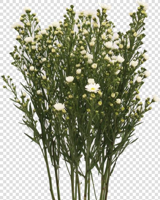 Aster White  HD Png DownloadTransparent PNG