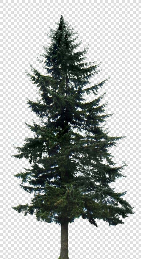 Western Yellow Pine Tree Clip Art   Pine Tree With No Background  HD Png DownloadTransparent PNG