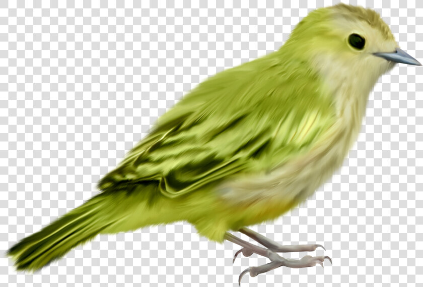 Pajaros Formato Png  Pajaritos  Aves  Imágenes Hermosas    Imagenes De Pajaros Png  Transparent PngTransparent PNG