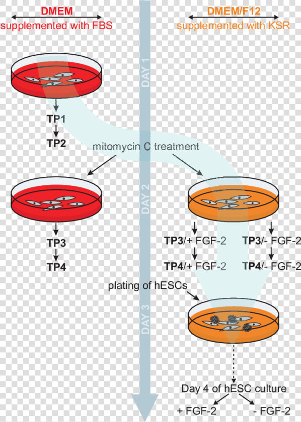 Schematic Of Human Embryonic Stem Cell Culture   Collection Of Conditioned Media  HD Png DownloadTransparent PNG