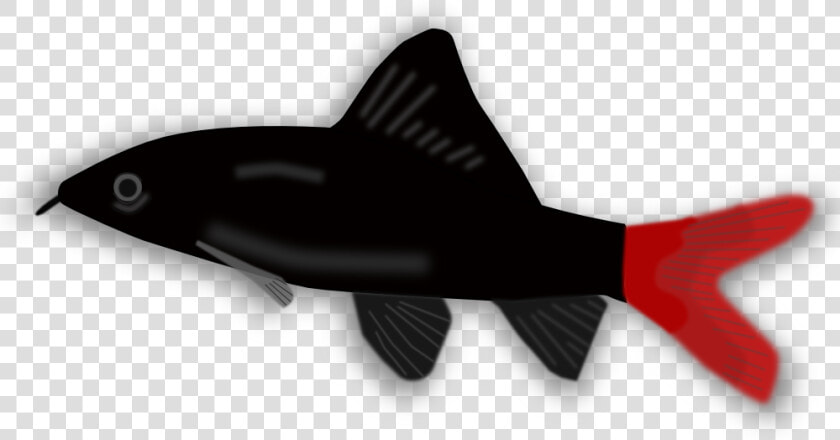 Aquarium Fish   Small Black And Red Fish  HD Png DownloadTransparent PNG