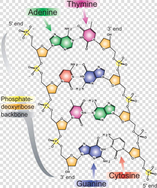 The Base Pairing Nature Of Dna   Chemical Structure Of Chromosome  HD Png DownloadTransparent PNG