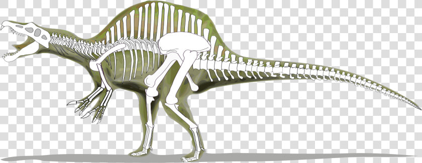 Spinosaurus Skeleton Vs Trex  HD Png DownloadTransparent PNG