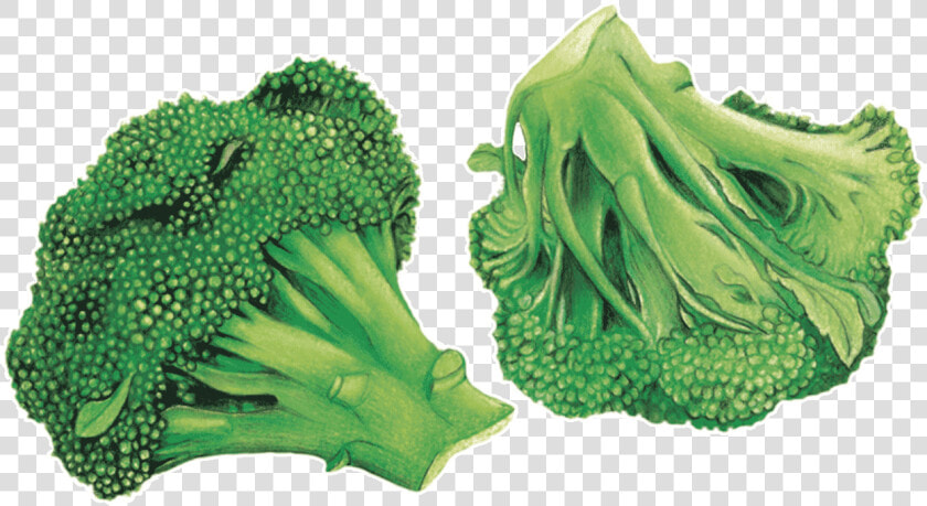 Brocoli Arrière Plan Transparent  HD Png DownloadTransparent PNG