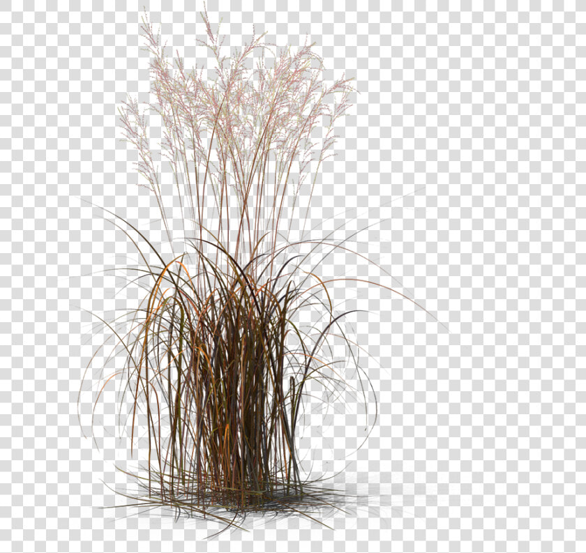 Transparent Fountain Grass Png   Fountain Grass Transparent  Png DownloadTransparent PNG