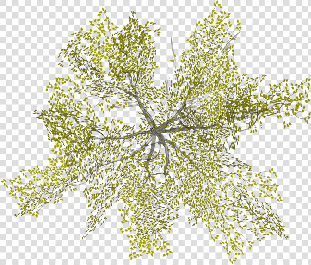 Transparent Site Plan Tree Png   Architecture Tree Plan Png  Png DownloadTransparent PNG