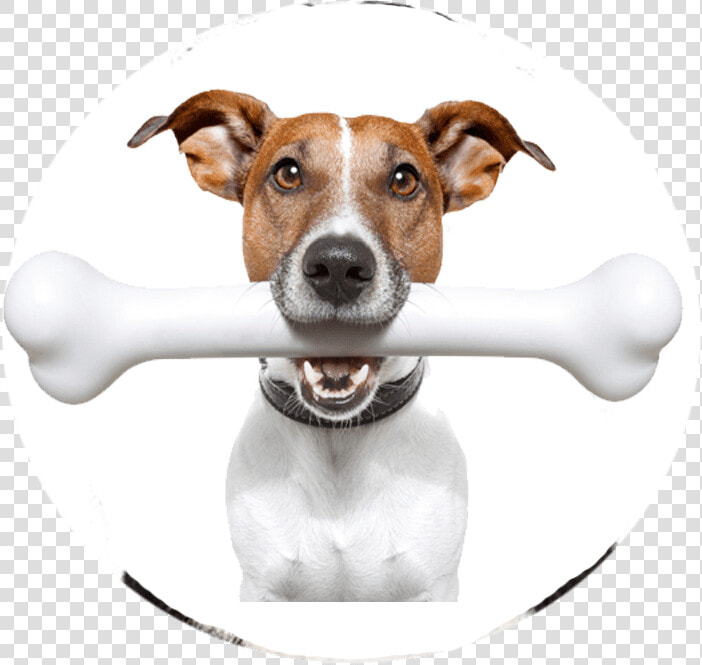 Clip Art Dog Barking Images   Bone For A Dog  HD Png DownloadTransparent PNG