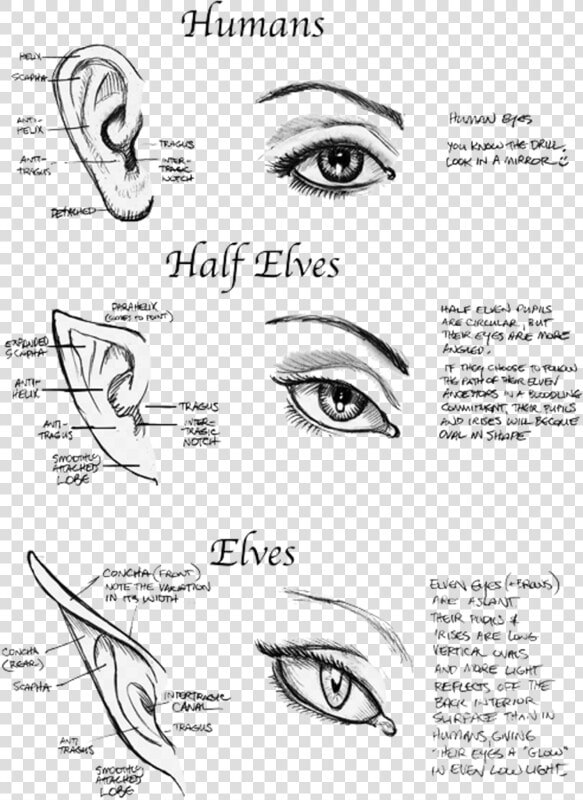 Art  Beautiful  And Elf Image   Half Elf Ears  HD Png DownloadTransparent PNG