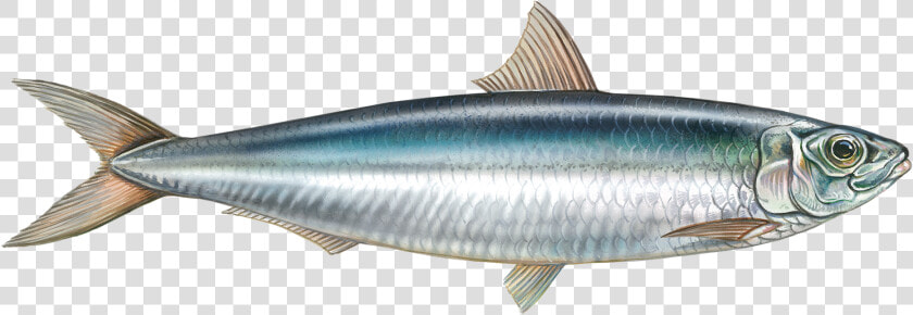 Sardines Fish حرل  HD Png DownloadTransparent PNG