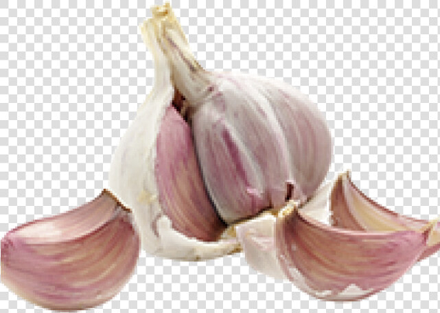 Garlic Png Transparent Images   Thrush On The Vagina  Png DownloadTransparent PNG