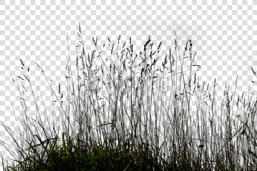 Transparent Grass Background Png   Transparent Long Grass Png  Png DownloadTransparent PNG