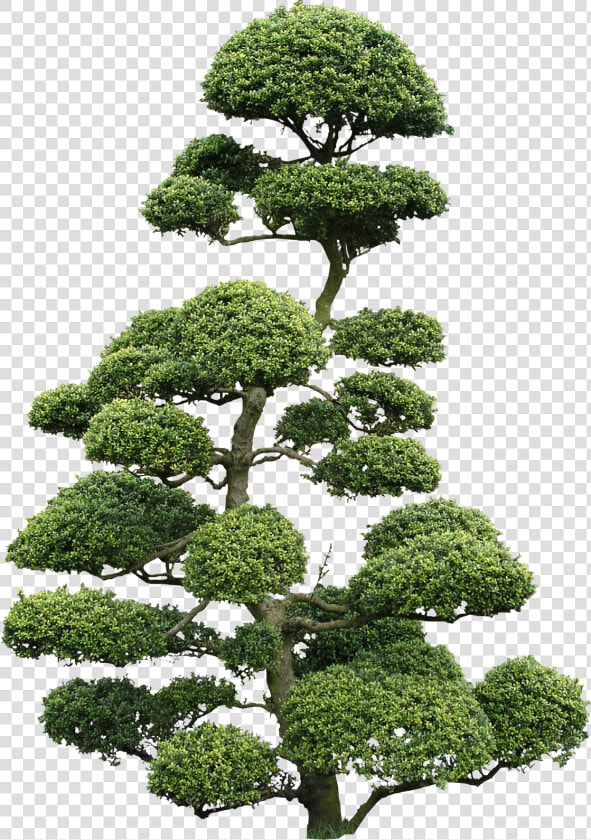 Ilex Crenata Bonsai Png  Transparent PngTransparent PNG