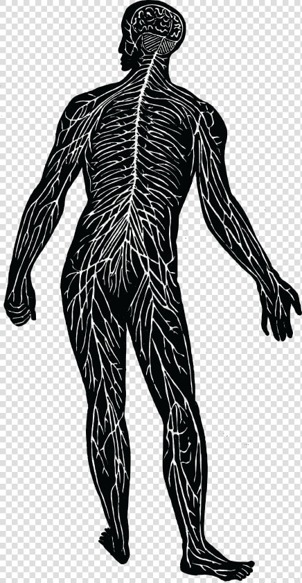 Transparent Nerves Clipart  HD Png DownloadTransparent PNG