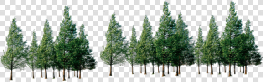 Trees Png Download   Forest Of Trees Png  Transparent PngTransparent PNG