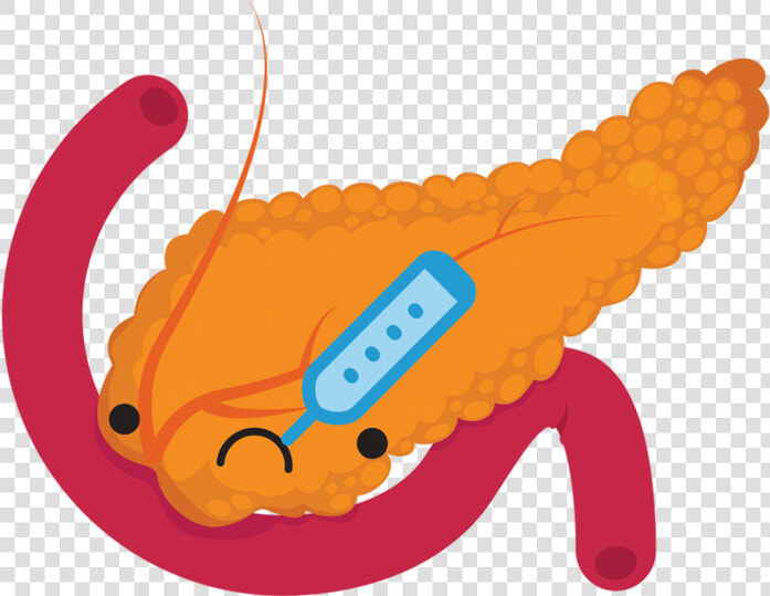 Pancreas   Pancreas Clip Art  HD Png DownloadTransparent PNG