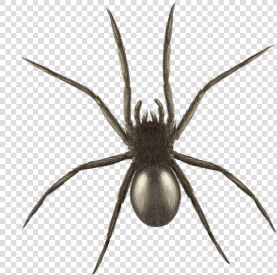 Halloween Spider Graphics   Black Garden Spiders Uk  HD Png DownloadTransparent PNG