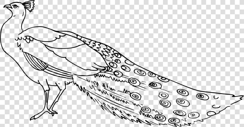 Peacock Clipart 3   Black And White Images Of Peacock  HD Png DownloadTransparent PNG