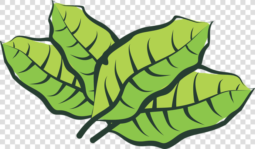 Leaf  Vegetable  Plantation  Plants  Vegetation  Green   Folha De Fumo Png  Transparent PngTransparent PNG