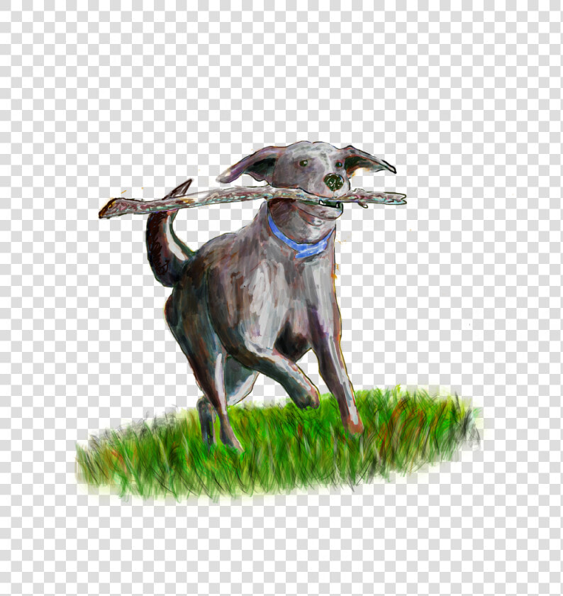 Secure Dog Field Somerset Evas Green   Dog Catches Something  HD Png DownloadTransparent PNG