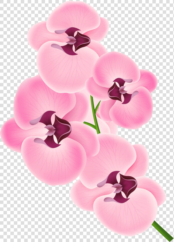 Pink Orchid Png Clipart Image   Transparent Background Orchid Clipart  Png DownloadTransparent PNG