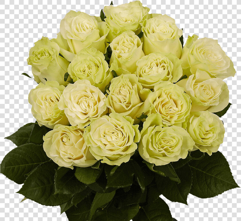 Green Roses Next Day Roses Delivery   Floribunda  HD Png DownloadTransparent PNG