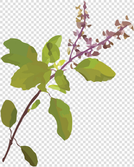 Tulsi Tree Png  Transparent PngTransparent PNG