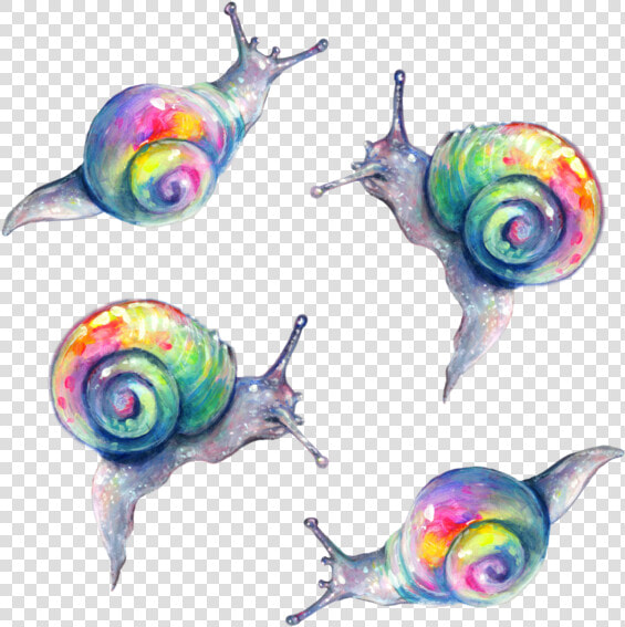 Rainbow Snail Png   Tanya Shatseva Snail  Transparent PngTransparent PNG