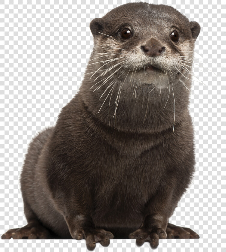 Png Otter Transparent Otter  Png DownloadTransparent PNG