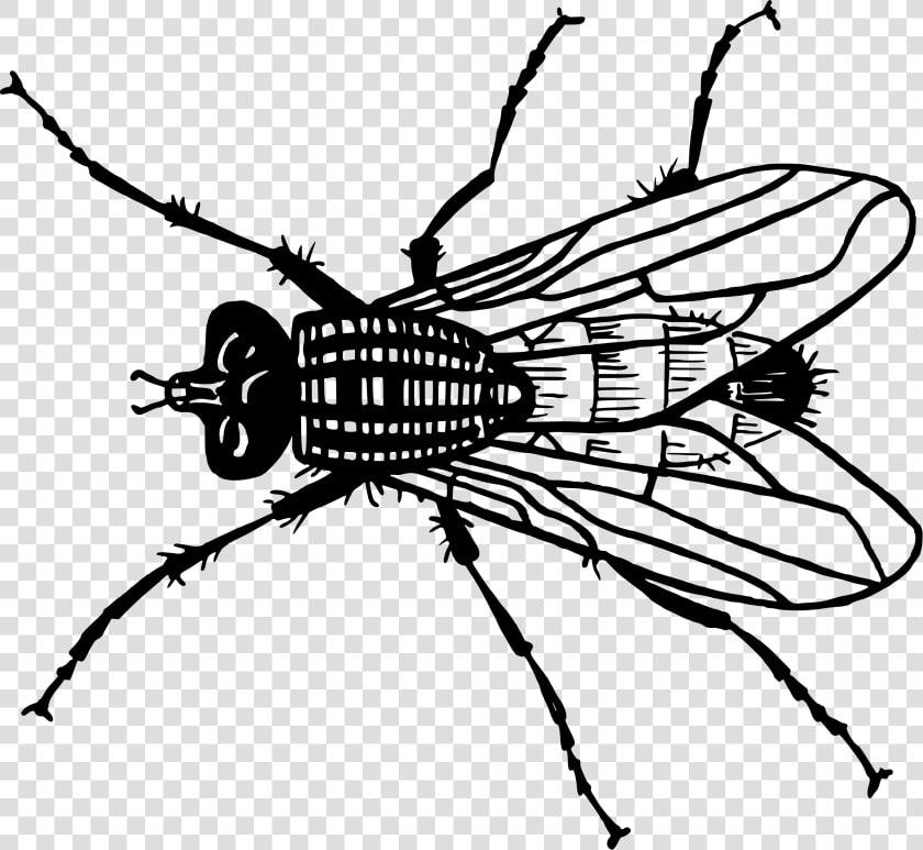 Fly 2 Clip Arts   Fly Free Clip Art  HD Png DownloadTransparent PNG