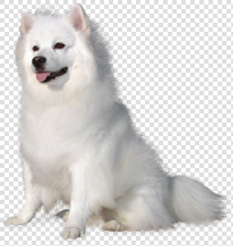  beautiful  white  fluffy  puppy  dog  cute  animal   American Eskimo Dog White Background  HD Png DownloadTransparent PNG