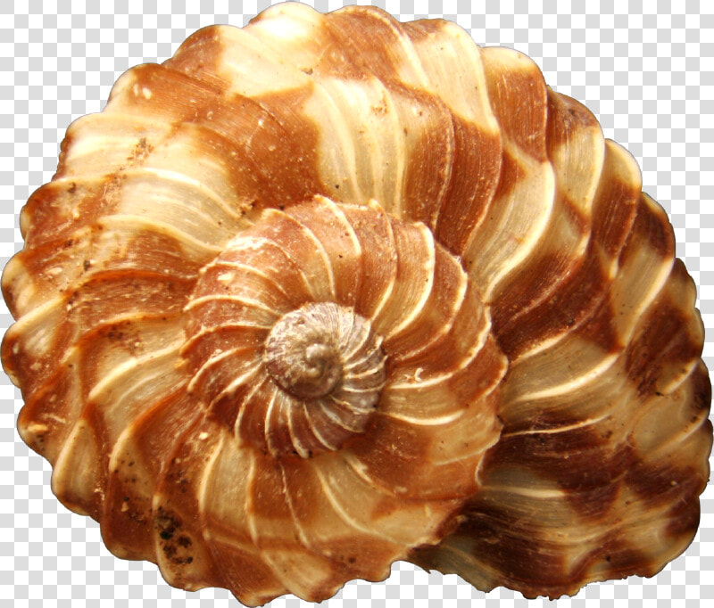 Transparent Seashells Png   World  39 s Most Beautiful Seashell  Png DownloadTransparent PNG