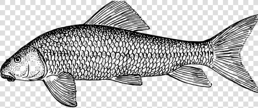 Fish  Animal  Biology  Ichthyology  Zoology   White Sucker Fish Drawing  HD Png DownloadTransparent PNG