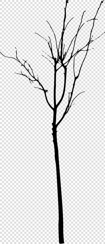 Simple Bare Tree Png   Twig  Transparent PngTransparent PNG